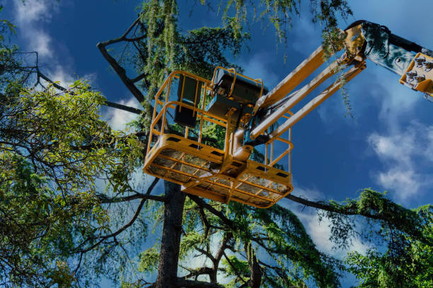 Leaf Removal in Aptos, CA